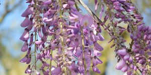 Glicinia es llamada wisteria en inglés
